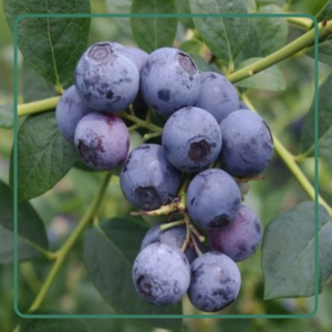 Blueberry Bushes