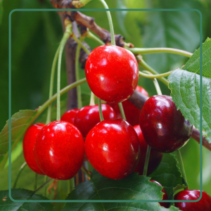 Cherries and Berries