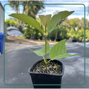 Kratom Seedlings