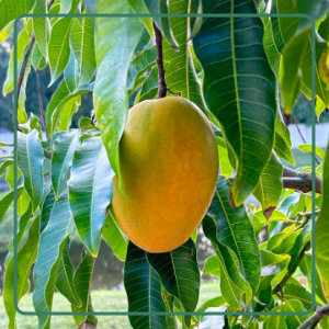 Mango trees | Edible Plant Nursery Tampa Florida — Jolly Green Nursery