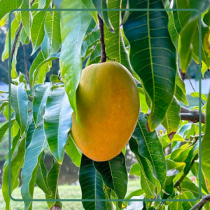 Mangos from Zills