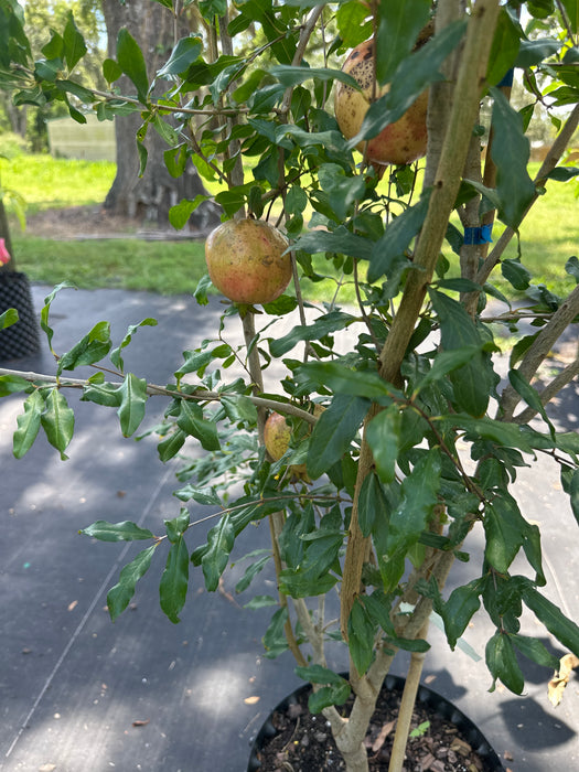 Pomegranate-Surh-Anor