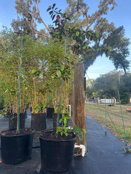 Purple Caimito Tree