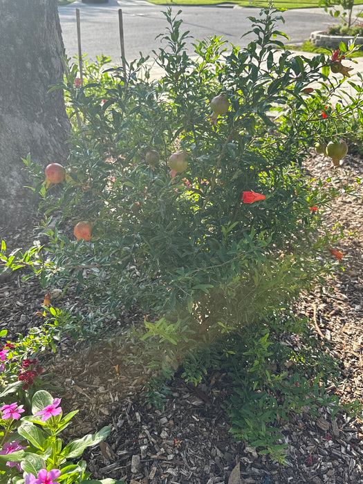 Pomegranate Dwarf