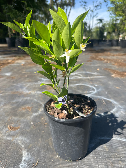 Orange - Navel Bush