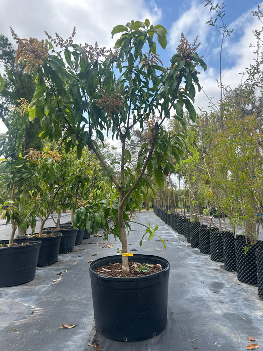 Mango-Fruit Cocktail Tree by Zills