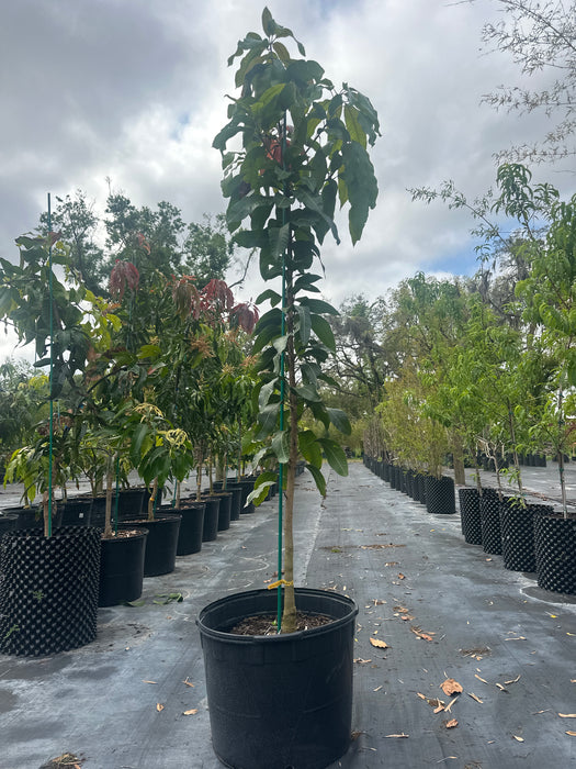 Mango-Cotton Candy Tree