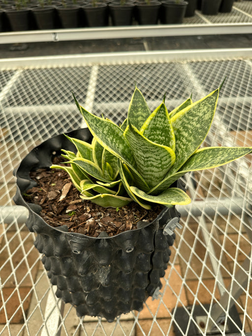 variegated snake plant for sale Snake Plant Variegated