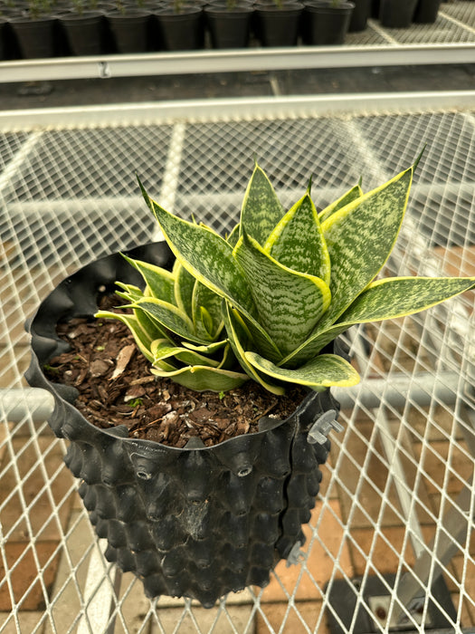 buy variegated snake plant Snake Plant Variegated — Jolly Green Nursery