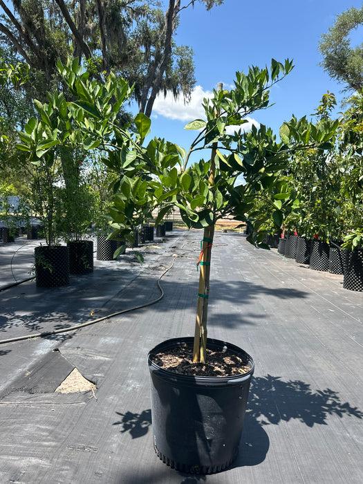 Orange - Valencia Tree