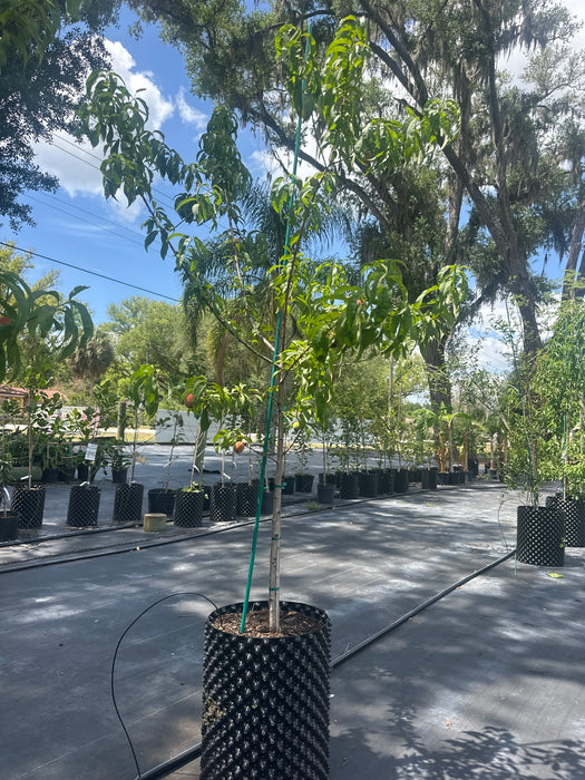 Peach-Florida Prince Tree
