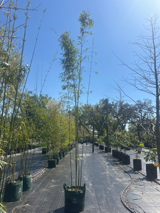 Graceful Bamboo