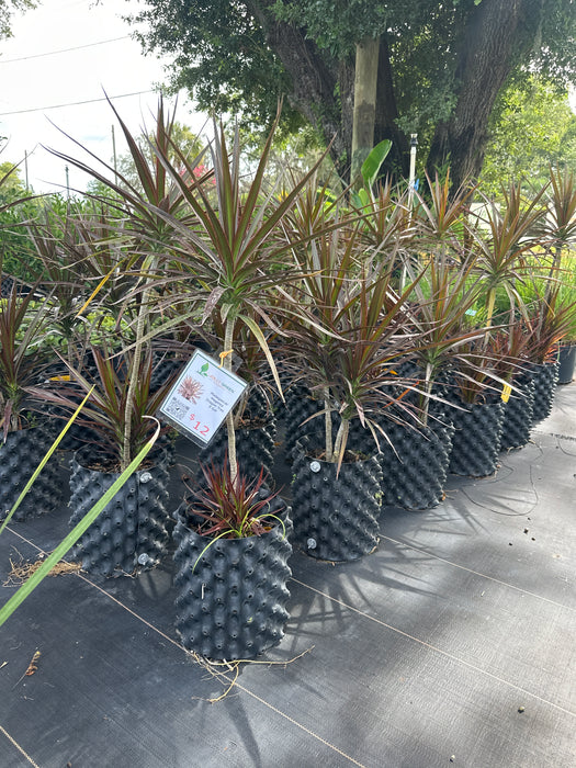 dracaena marginata magenta madagascar dragon tree Magenta Madagascar Dragon Tree — Jolly Green Nursery