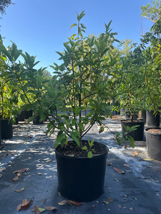 Avocado-Lila Tree Type A
