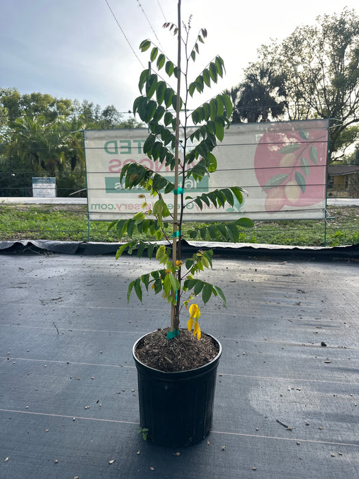 Carambola Fwang Tung Tree