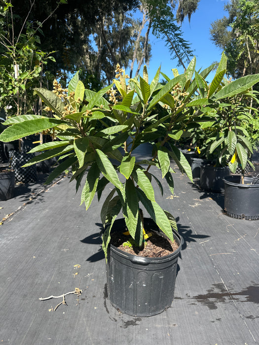 Loquat Christmas Tree
