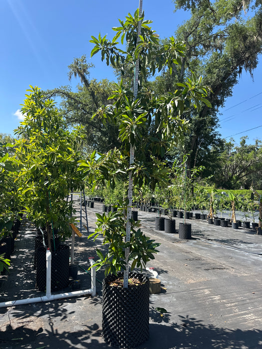 Avocado-Brogdon Tree Type B