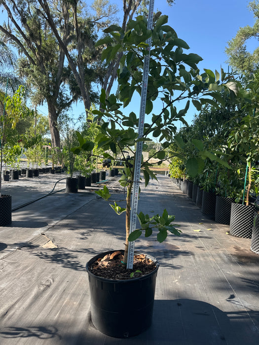 Avocado-Marcus Pumpkin Tree by Zills Type B