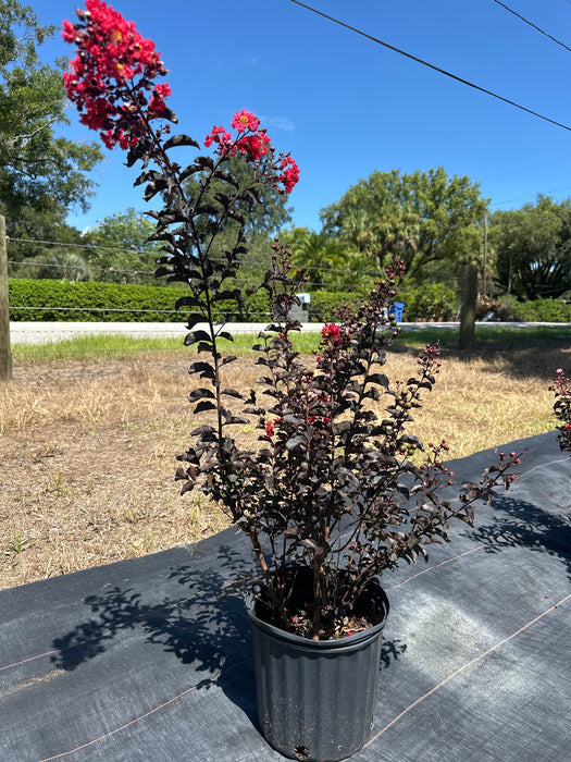 Crape / Crepe Myrtle 4 Varieties