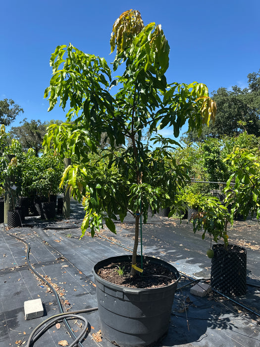 Mango-Fruit Cocktail Tree by Zills