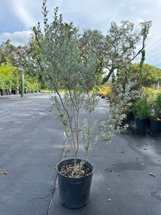 Texas Sage