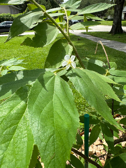 Strawberry Tree