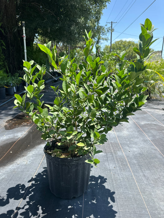 Lime - Key Lime Bush