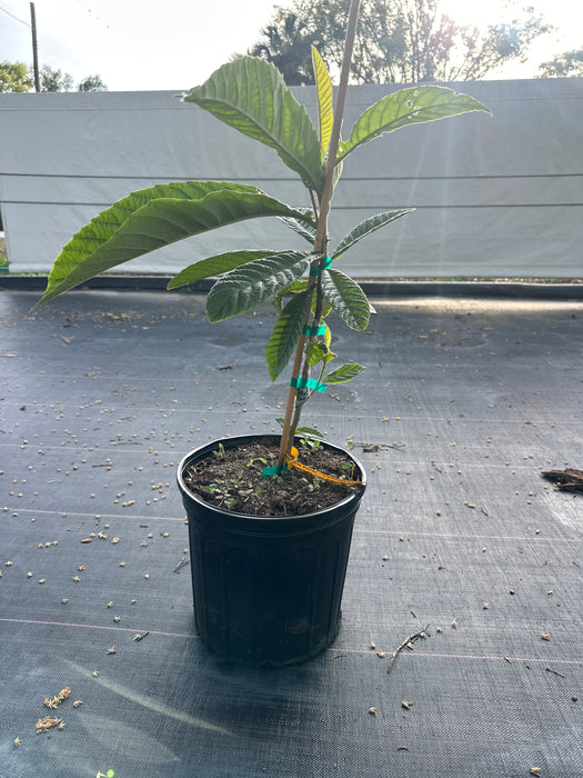 Loquat Golden Nugget Tree