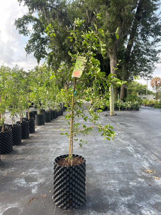 Cherry-Barbados Tree