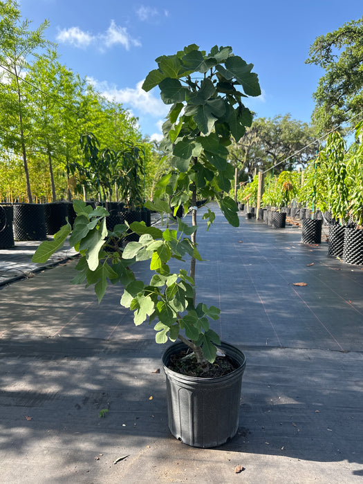 Fig Celeste Tree