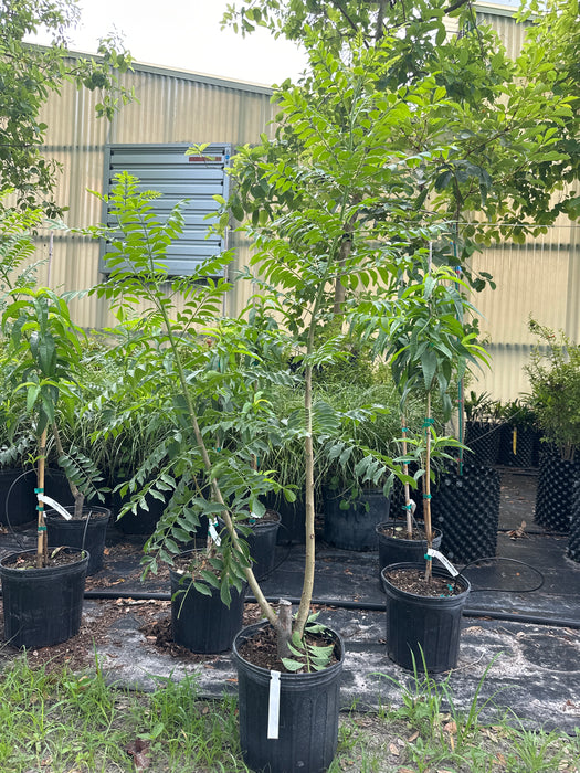 Hog Plum-Yellow Tree