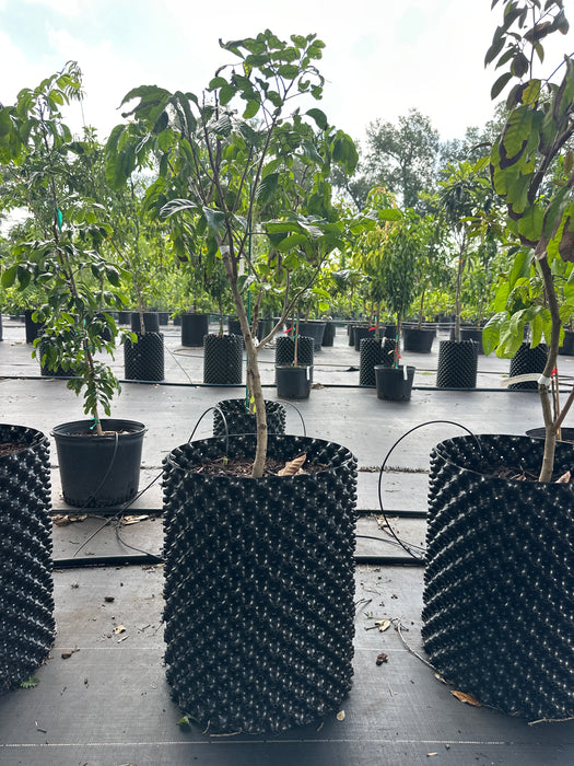 Longan Sri Chompoo Tree