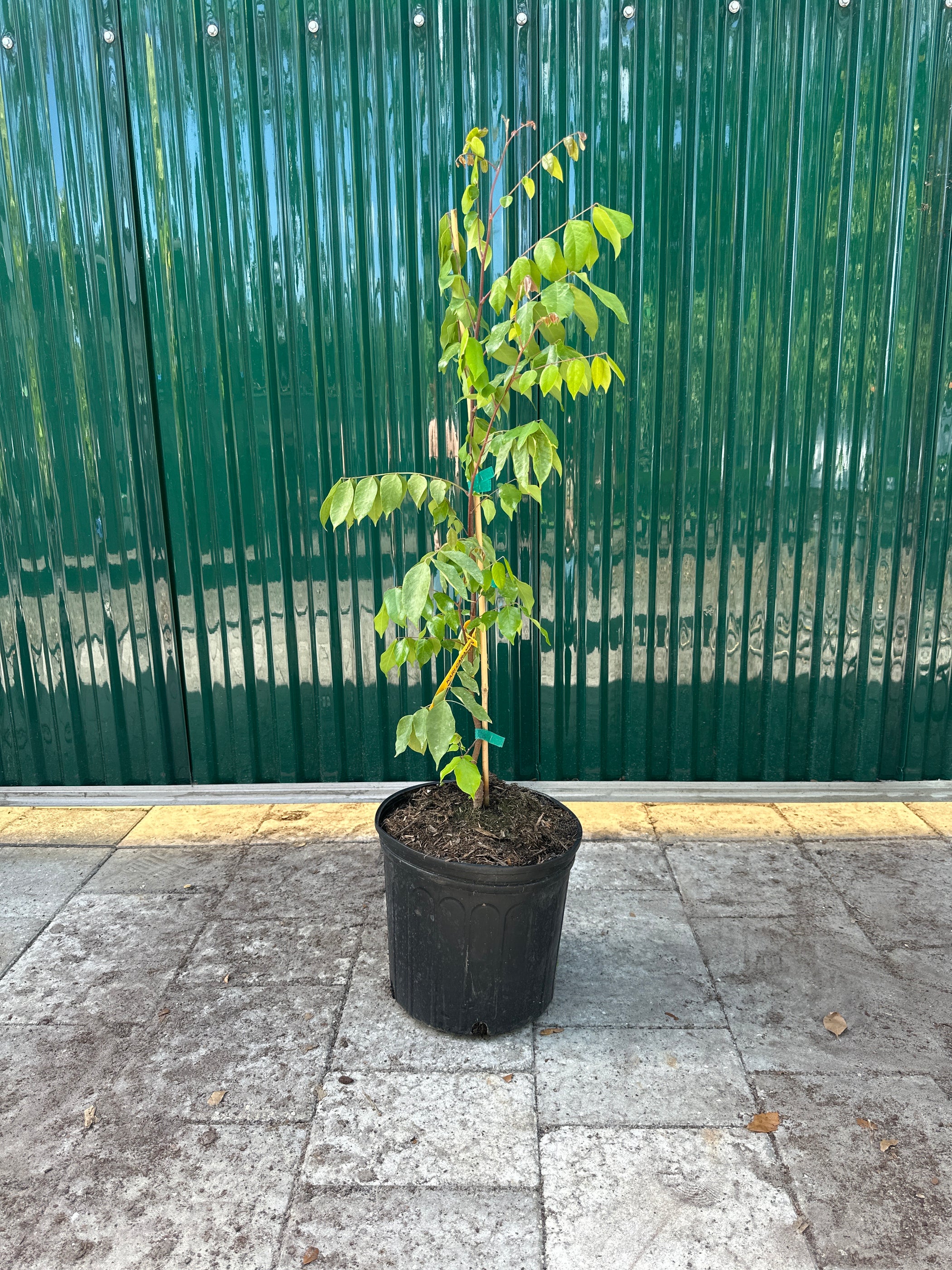 Carambola Kari Tree — Jolly Green Nursery