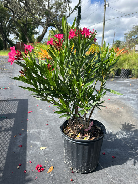 Oleander