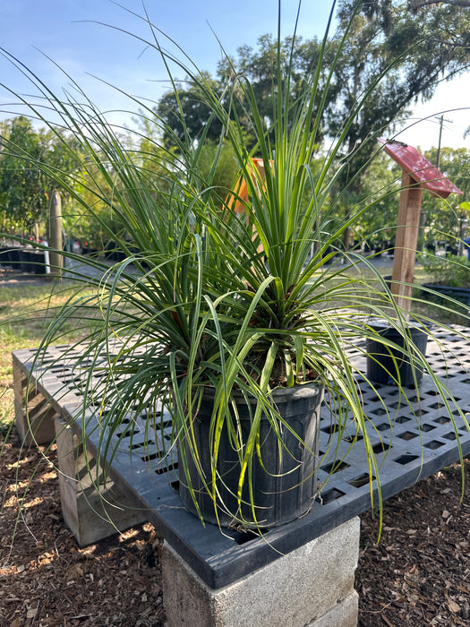 Ponytail Palm