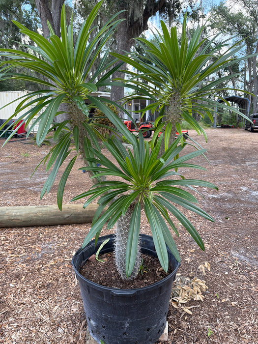 Madagascar Palm — Jolly Green Nursery