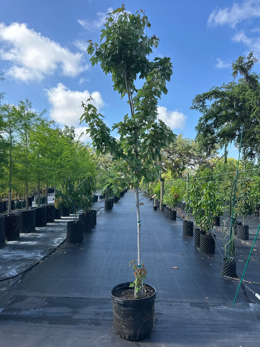 その他 MapleTree Red Maple Tree — Jolly Green Nursery