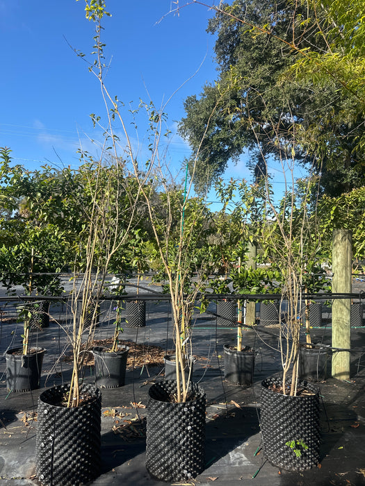 Pomegranate-Surh-Anor