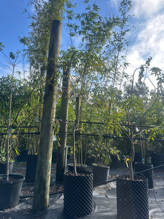 June Plum Dwarf Tree