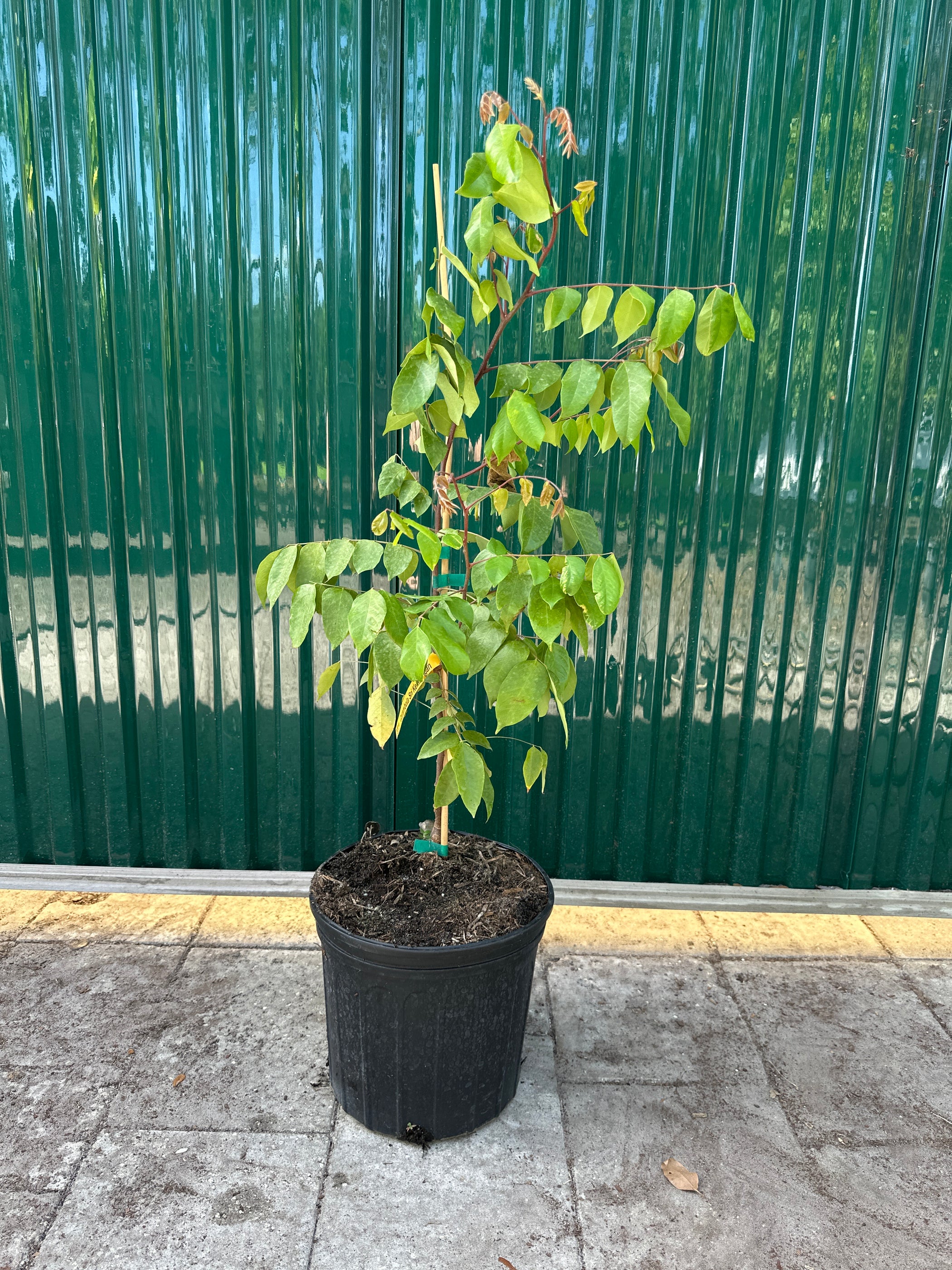 Carambola Sri Kembangan Tree — Jolly Green Nursery