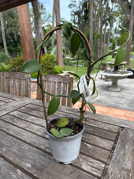 Vanilla Bean Orchid