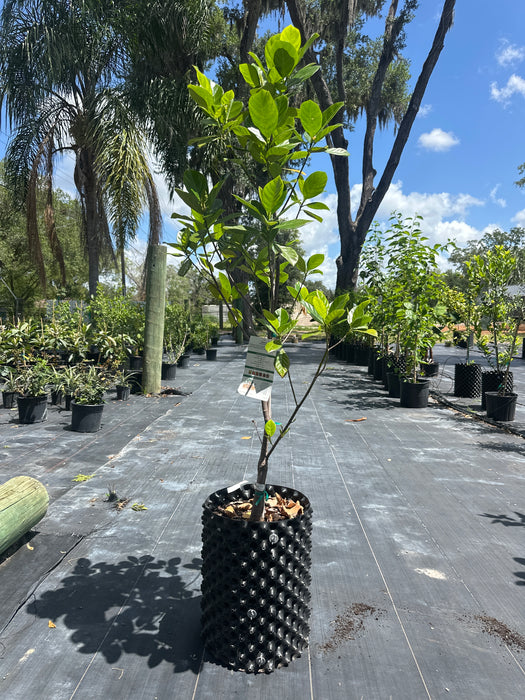 Jackfruit Jakfruit Tree
