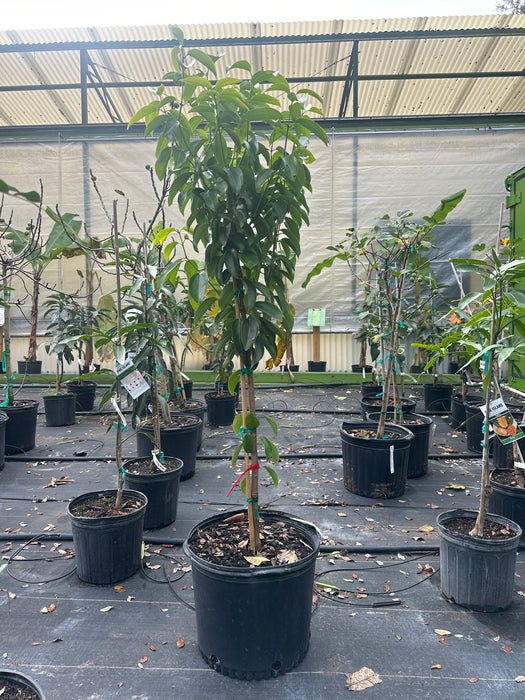 fresh cinnamon plant Cinnamon Tree — Jolly Green Nursery
