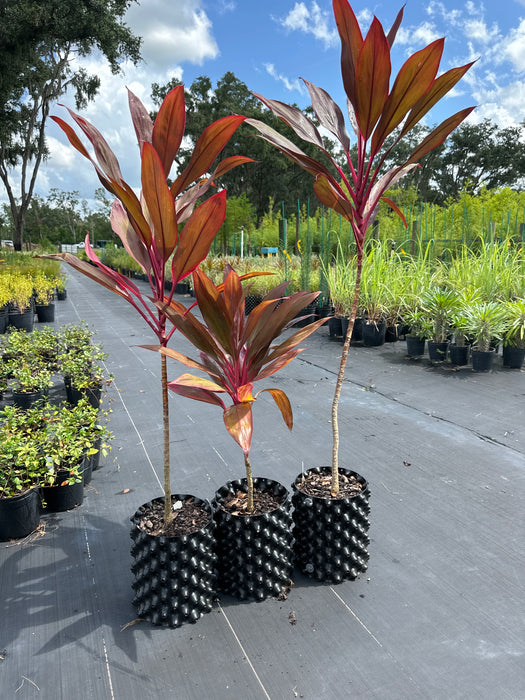 Cordyline Fruticosa 'Red Sister'