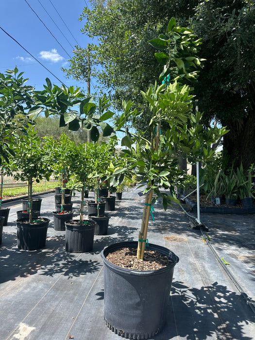 Orange - Navel Tree