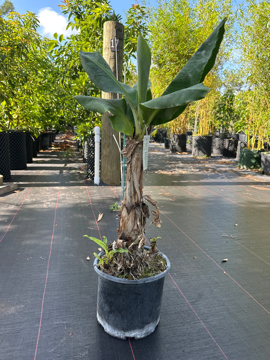 Banana-Double Mahoi