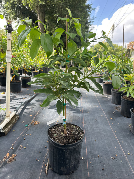 Avocado-Mexicola Tree Type A