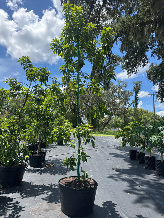 Avocado-Russell Tree Type A