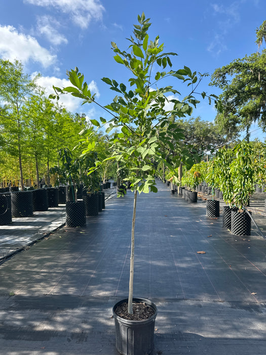 Green Ash Tree