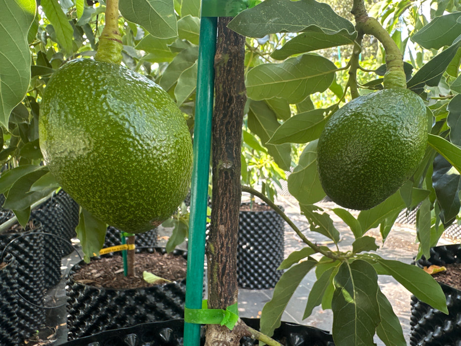 Monero Tree Avocado-Monroe Tree Type B — Jolly Green Nursery